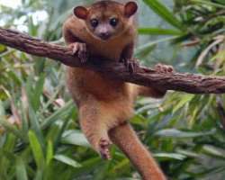 You can witness over 70 species of animals at the rainforest section of the park.